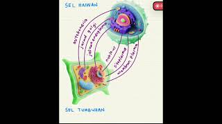 Biologi Tingkatan 4- Bab 2 Komponen sel haiwan vs sel tumbuhan. Biologi Tingkatan 4- Bab 2 Komponen sel haiwan vs sel tumbuhan.