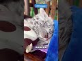 ИГРА С ТИГРОМ