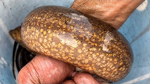 Bẩy Dính Con Lươn Khủng Bằng Loại Mồi Này￼ Cực Kỳ Đơn Giản || Big Eel in the Jungle Seven eels