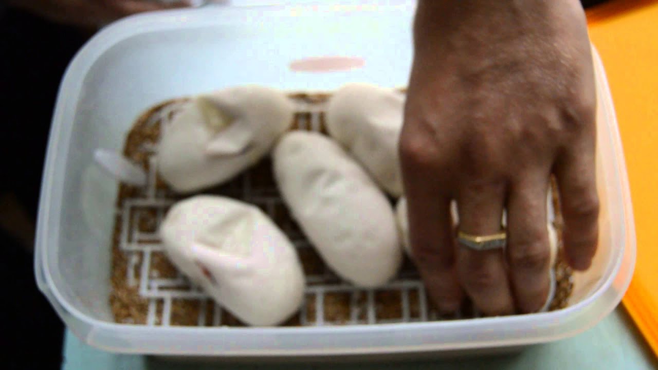 ballo bibaho Ball Python : Super Fire x Fire - 5 eggs