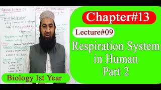 Biology Ch#13-Lecture#09 Respiration system in human  Part 2 (F.Sc 1st Year)