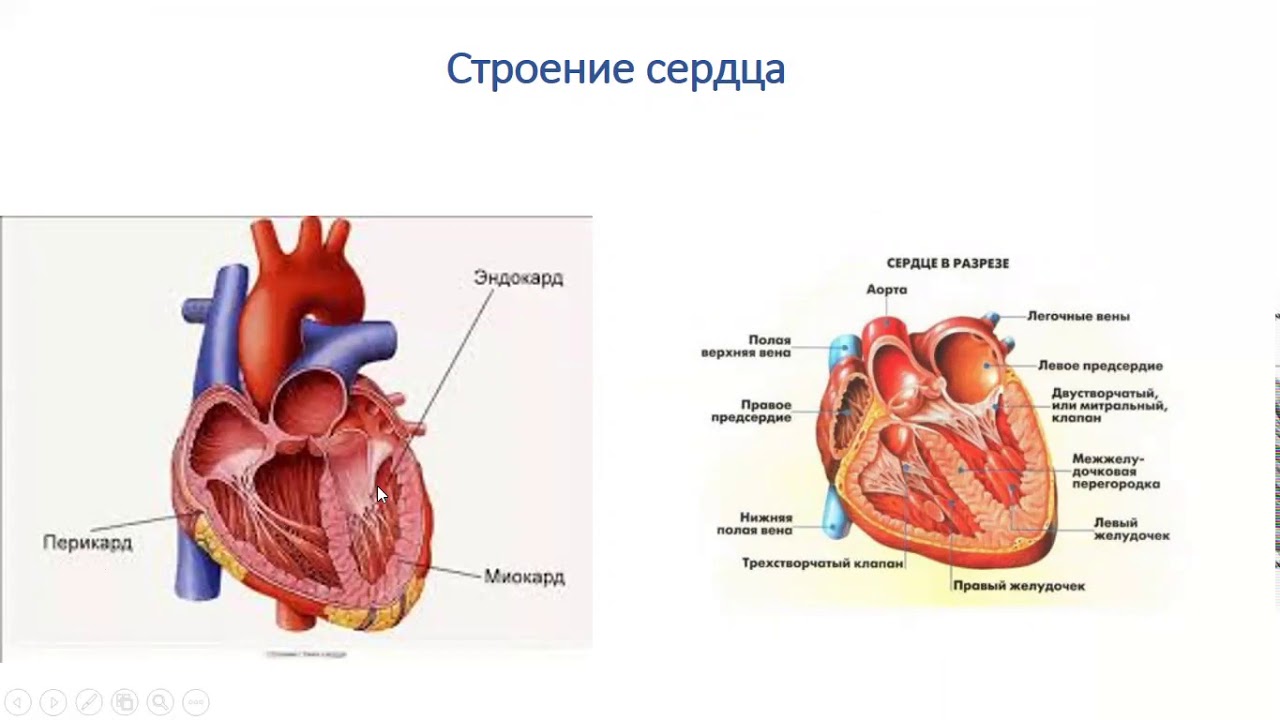 Сердце биология тест