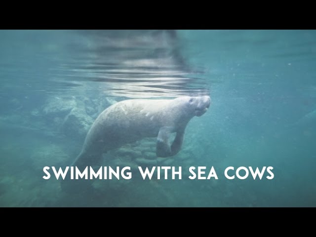 A Swim with the Endangered Sea Cow in Crystal River