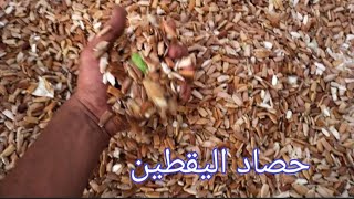 مذهل حصاد اللب الخشب (اليقطين) في مصر