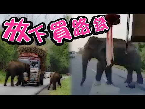【on.cc東網】野象擋甘蔗車　囂張索「過路費」