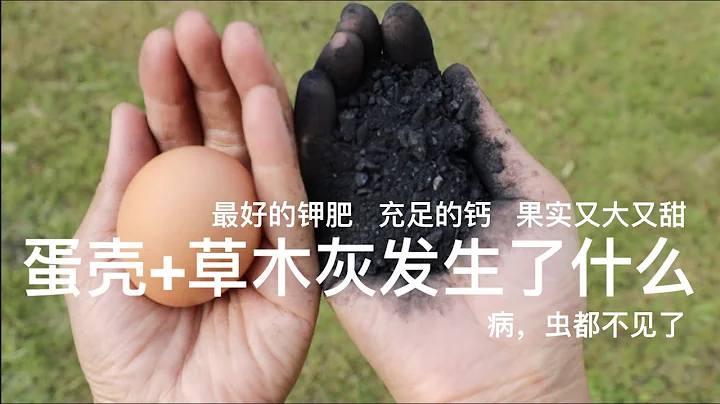 蛋殼和草木灰在菜園裡發生了什麼｜白粉病，蚜蟲，蝸牛，鼻涕蟲不見了｜最好的鉀肥｜充足的鈣｜果實又大又甜｜ - 天天要聞