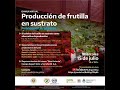 Producción de frutilla en sustrato. Avances en la Argentina