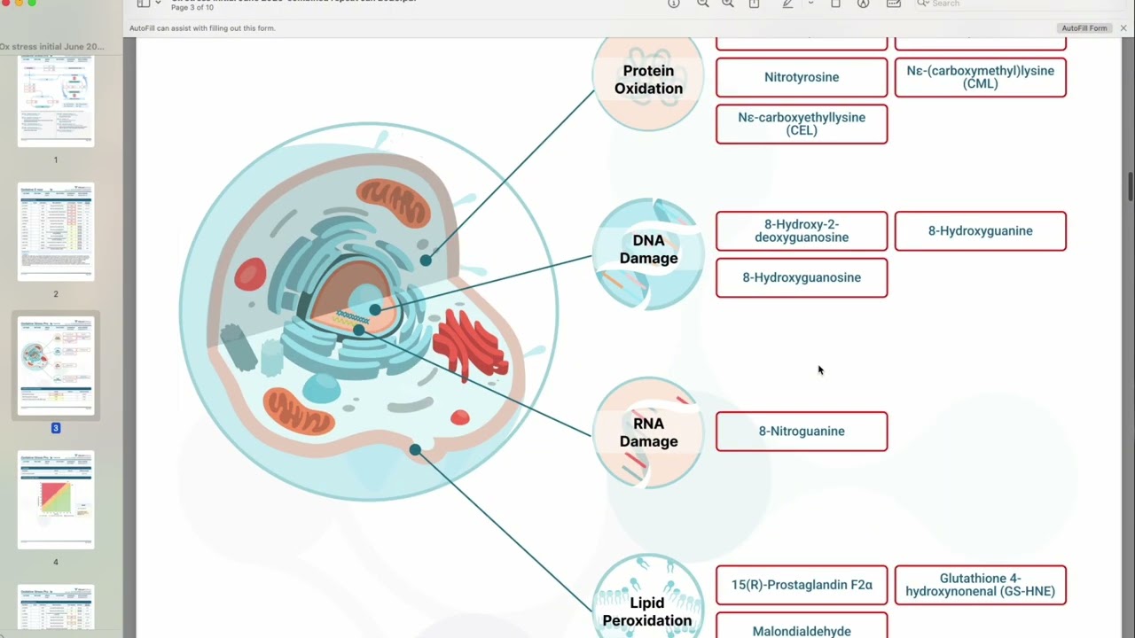 What is Oxidative Stress? Here's the breakdown