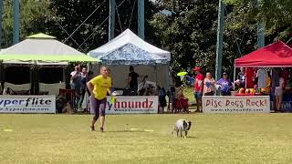 Nikki Penta and CHINI - 2022 Skyhoundz Worlds Micro Dog Open Finals