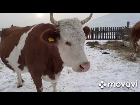 Бастуем!!! Сегодня мы с тобой бастуем✌ 60 дней до отела.Готовим телятник.