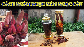 HƯỚNG  DẪN CÁCH NGÂM RƯỢU NẤM NGỌC CẨU CHUẨN BÀI
