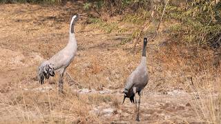Common Crane Calling