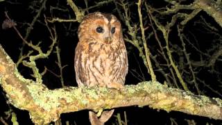 Tawny Owls recorded in Brittany 2012  Both male and female calls disturb roosting ducks.
