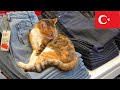 【作業用ネコ動画】イスタンブールの猫と環境音だけ2時間半