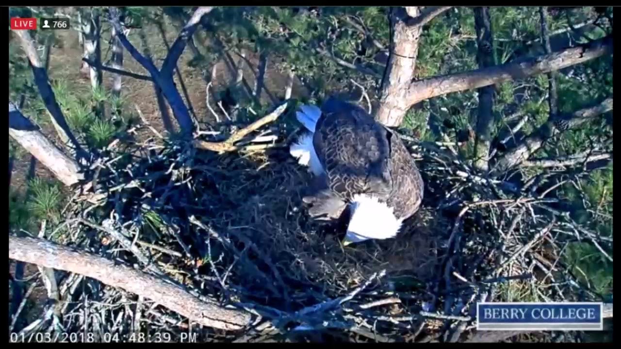 Berry College Eagles Ma Lays Her First Egg For 2018 Jan 3 2018