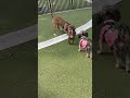 Playtime with the pack! 🐕🐕🐕 #nycdogs #nycpets #dog #fypシ #dogshorts #pitbull #dashhound #dogs