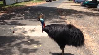Pooping Cassowary screenshot 5