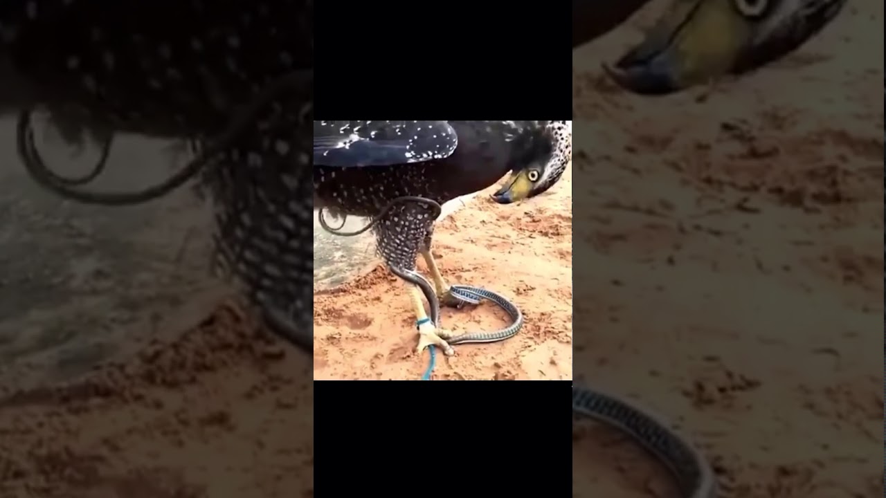 Cobra 🐍 vs Brown Snake Eagle 🦅 by COVID9TEENS 