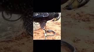 Celebrity Cobra 🐍 vs Brown Snake Eagle 🦅 by COVID9TEENS Profile