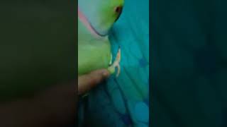 Talking parrot screenshot 4