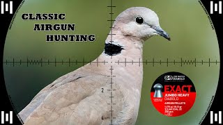 Classic Airgun Hunt with Pellets | FX Dreamline Classic | Airgun Pest Control