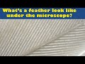 Understanding Feathers