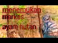 FLASHBACK MEMORY BERBURU AYAM HUTAN DI WAKTU AYAM HUTAN MASIH RIBUAN