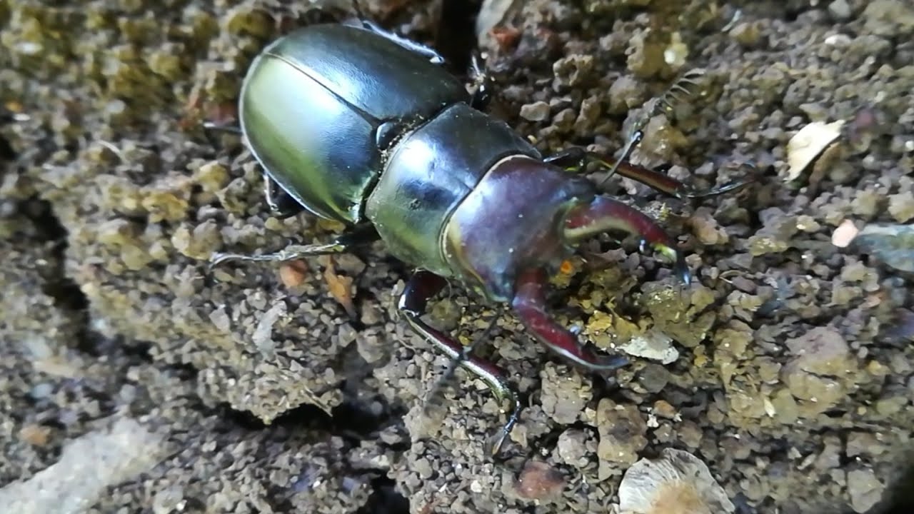 Bakukang l Salagubang l Beetle - YouTube