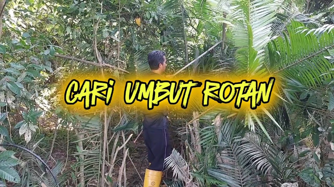 cari umbut rotan //@upa rua ai