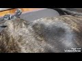 犬38 耳