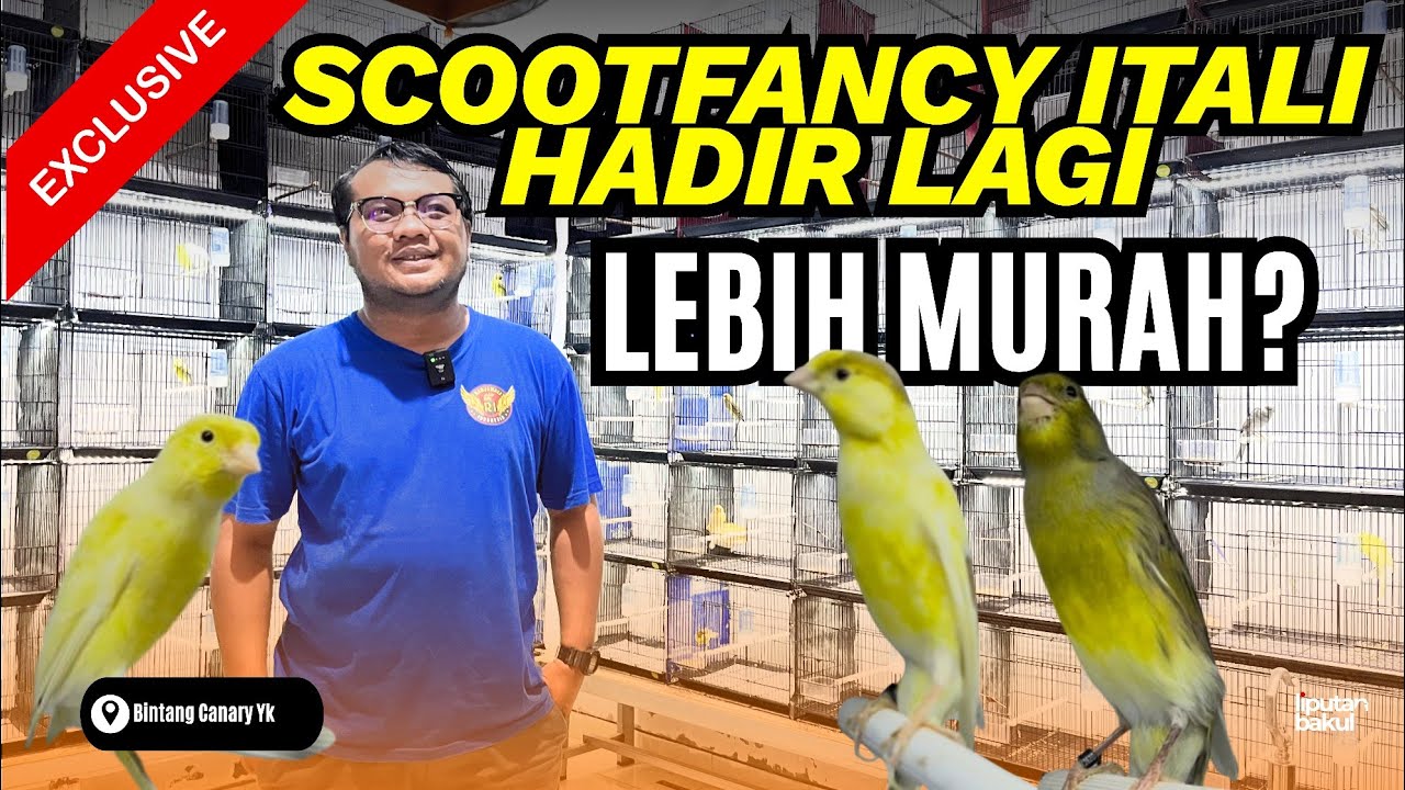 UPDATE‼️HARGA BARU KENARI SF DI BINTANG CANARY YOGYAKARTA