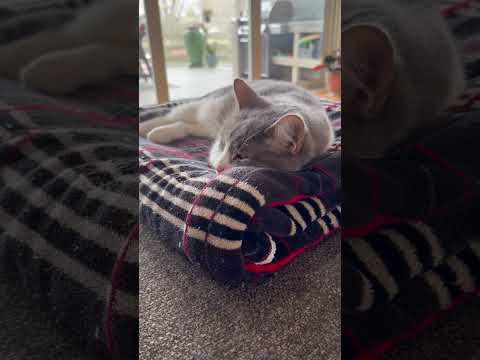 Baby Cat Loves Monday Night Football