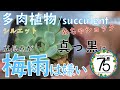 【多肉植物】多肉パトロールで見つけた梅雨の雨でダメになった多肉を解体します。葉挿しの植え替えも。　シルエット/白牡丹/霜の朝