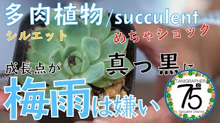 【多肉植物】多肉パトロールで見つけた梅雨の雨でダメになった多肉を解体します。葉挿しの植え替えも。　シルエット/白牡丹/霜の朝