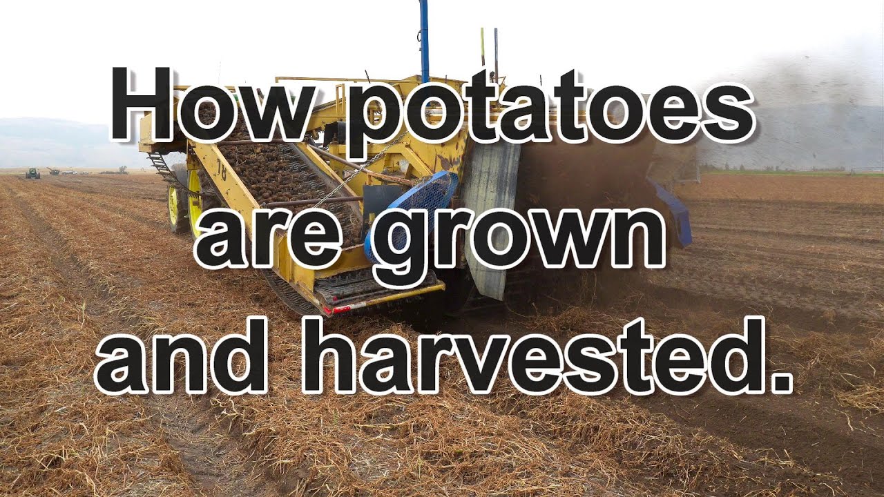 How potatoes are harvested, grown and stored in Eastern Oregon