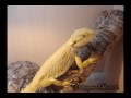 My Bearded dragon