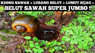Pemancing Belut Paling Beruntung Di Dunia! Seribu Pemancing Belum Tentu Bisa Dapat Belut Seperti Ini