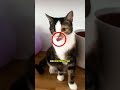 Why Does Your Cat Forget Their Tongue? #catbehavior #happycats #shorts