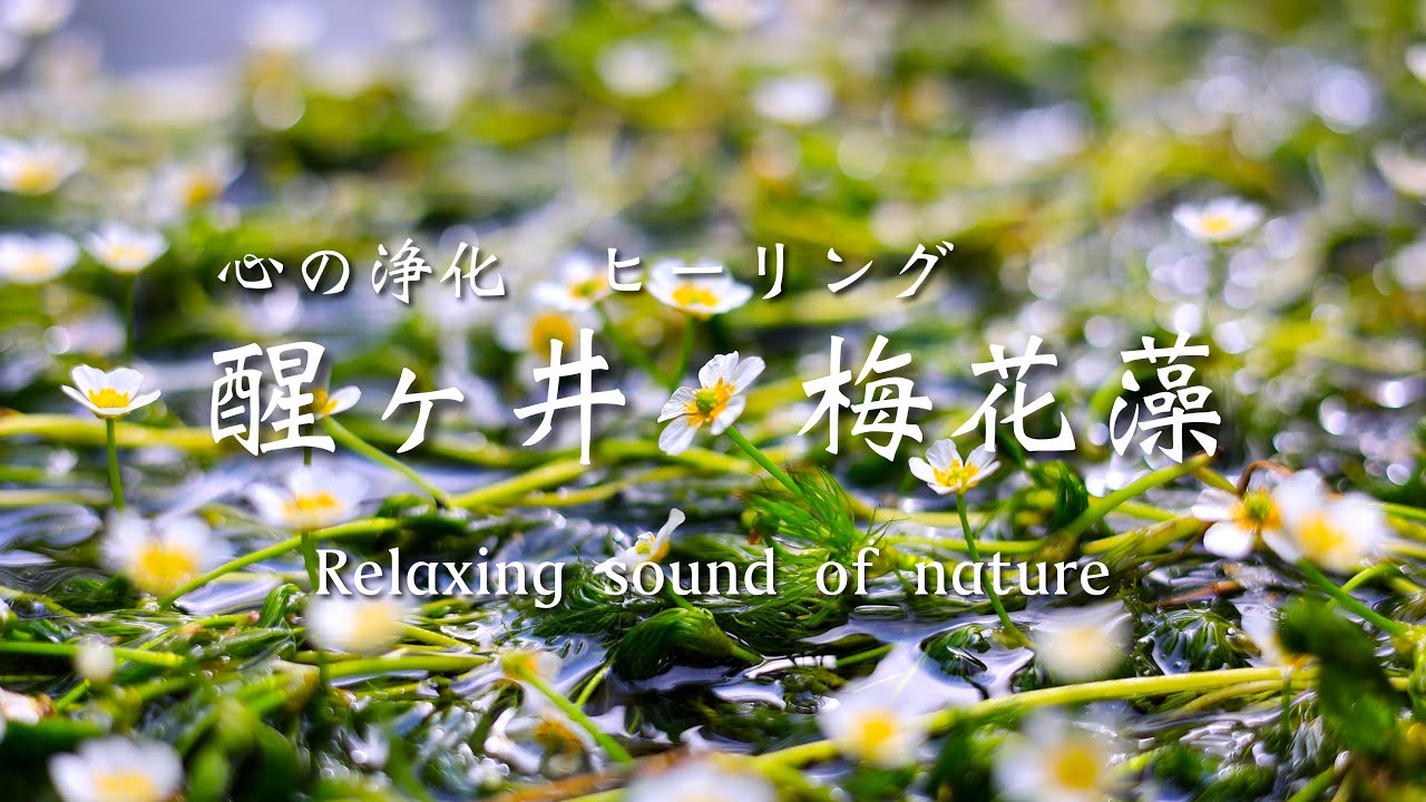 自然動画4k 梅花藻 滋賀県米原市醒ヶ井 地蔵川 水中 癒し アンビエント Youtube