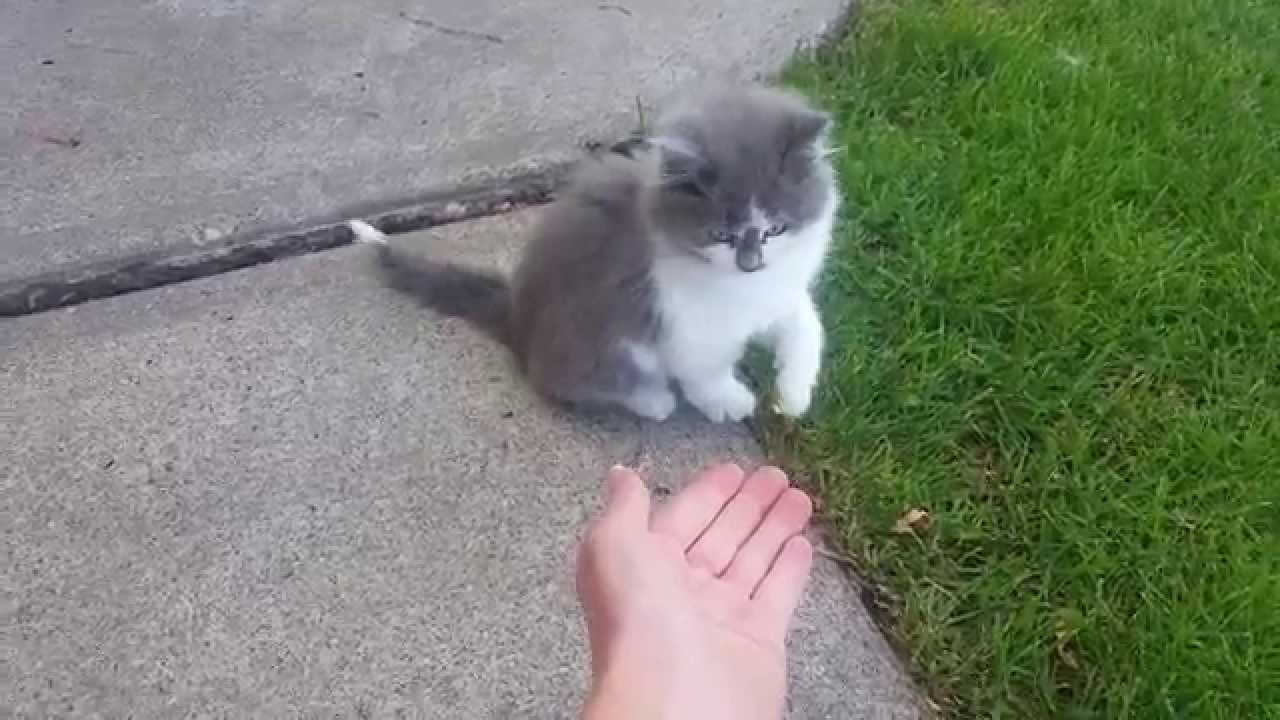 Farm Kitty Cat Super Cute High Five