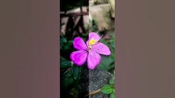 White fase # smooth # snapshid photo editing #best you tube video # you tube short videos 