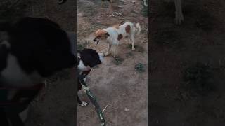 Desi dog vs Pitbull and Doberman / Protective dog / guard dog dogfight