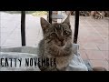 Catty November