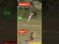 Monkey  vs tiger  fight   shorts fight hunting monkey tiger moment