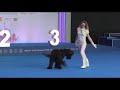 Танцы с собаками. Ильина Полина  и Русский Черный Терьер Парма. Евразия 2021