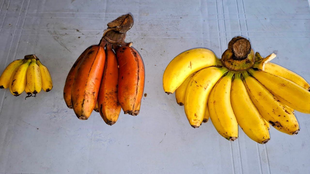 Why this Red Banana is actually Yellow? - YouTube