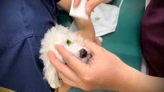 愛犬の目が突然開かなくました。