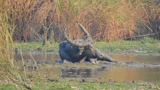 Walowing buffalo kaziranga