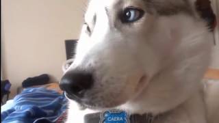 Funny Angry Husky Want Attention