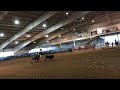 Cash NA Chic Olena - non pro working cow